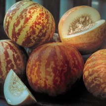 MELON TIGGER, 15 SEEDS R - $267.26 MXN