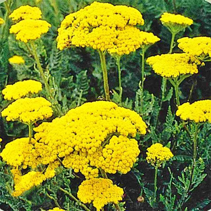 Yarrow Golden Achillea Millefolium Flowering Herb Fresh Gardening - $16.52