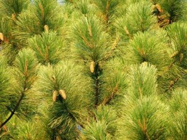 FG Slash Pine (Pinus elliottii), 25 seeds - £4.55 GBP