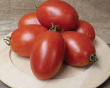 50 + seeds Mariana Tomato Tomatoe Vegetable Garden Edible Canning From US  - $8.66