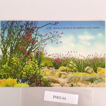 Vintage Florida Linen Postcard Ocotillo Cactus Sunshine State 1951 - $187.41 MXN