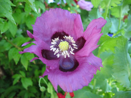 JGBOS Sell 400 Persian Blue Poppy Papaver Flower Seeds - $9.00