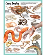 A3 CORN SNAKES Poster Rat Catcher Snakes Pet BLPA3P96 Book Guide PRINT - $7.87