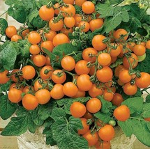 Tomato Seeds Venus Cherry orange Seeds Pot, Patio Balcony pots/ approx 6... - £3.53 GBP
