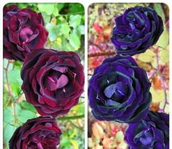 50 Mixed Climbing Rose Flower Seeds for Garden - £11.37 GBP