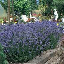 GardenStore 2000 Seeds Lavender Landscaper&#39;s Pack Bulk Vera Medicinal Non-Gmo - £10.46 GBP