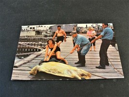 Turtle Crawls, Key West, Florida - 1969 Postmarked Postcard. - £6.27 GBP