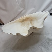 Tridacna Gigas 10.5&quot;  X  7.5&quot; Ocean Giant Clam Shell Real Natural Big Tr... - £105.55 GBP