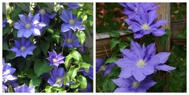 H.F. Young Clematis, Vine Huge Wedgewood Blue Flowers 2.5&quot; Pot - $33.99