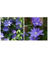 H.F. Young Clematis, Vine Huge Wedgewood Blue Flowers 2.5&quot; Pot - $33.99