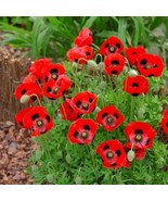 200+ Lady Bird Poppy Seeds | Red Wildflower Garden Blooms - $23.13 CAD