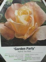 Garden Party Rose 1 Gal. Yellow White Pink Bush Plants Hybrid Tea Plant Roses - £88.40 GBP