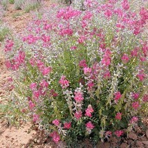 USA SELLER 50 Utah Northern Sweetvetch Flower Seeds Wildflower Drought Heat Cold - £14.21 GBP