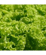 MX Endive Green Curled Ruffec Seeds Greens Salad Favorite Non GMO Bulk Seed - $10.09