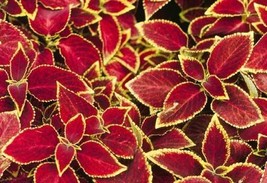 New Fresh Seeds Coleus Seeds Wizard Scarlet 50 Coleus Seeds USA Seller - $23.00