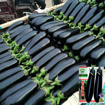 Shiny Black Beauty: Thick and Tender Long Eggplant Seeds - $9.96