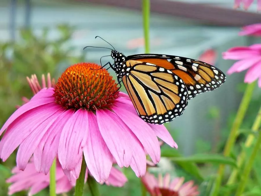 CLK 1 Oz Purple Coneflower Seeds Perennial Native Wildflower Flowers Her... - $18.00