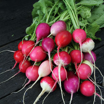 SHIP FROM US 10 G ~940 SEEDS - ORGANIC EASTER EGG RADISH SEEDS - NON-GMO... - $18.56