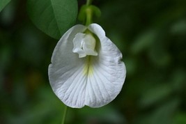 RARE- 10 seeds -WHITE Butterfly Pea -Clitoria - £4.80 GBP