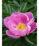 20 Seeds Chinese Peony Tree Seeds For Planting - £23.12 GBP