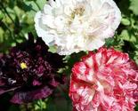 50 Peony Poppy Antique Shade Flower Seeds Papaver Paeoniflorum - $14.98