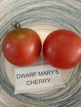 Tomato Dwarf Mary’s Cherry -5+ seeds - P 340 - £1.80 GBP