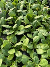 Lot Of 4 Spinach Seaside Live Plants 3 To 5 Inches 75 Days Old Fresh USA... - £33.96 GBP