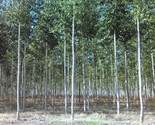3 Fully Rooted Hybrid Poplar Trees- Quick Growing for Shade, Firewood, W... - $39.55