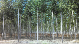 3 Fully Rooted Hybrid Poplar Trees- Quick Growing for Shade, Firewood, W... - $39.55