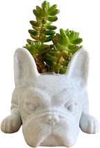 Dysetcs Resin Dog Succulent Planter Mini Puppy Air Plant Planter,French, White. - £30.91 GBP