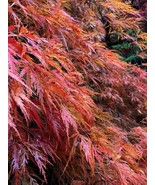 SEED- Japanese Maple Seeds Bonsai Maple from Acer palmatum  or Laceleaf ... - €10,16 EUR+