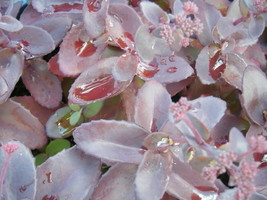 BPA 50 Seeds Purple Carpet Sedum Spurium Coccineum Groundcover Flower From USA - £7.90 GBP
