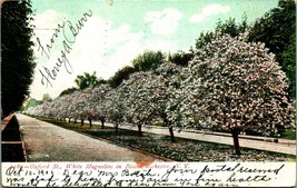 Oxford Street White Magnolias Rochester New York NY 1906 UDB Postcard E6 - £5.41 GBP