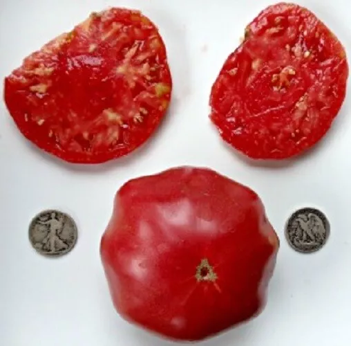 MBK 25 Seeds Brandywine Pink Sudduth Best Tasting Ever Packs Sale - $180.85 MXN