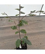 Fagus Sylvatica Riversii European Beech Live Plant 10 Inch Tall 1 Year G... - $1,003.81 CAD