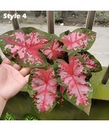 200 Seed Caladium Bicolor Green Pink Bicolor Leaves - $296.65 MXN