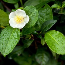 Camellia Sinensis Darjeeling Tea Plant 5 Seeds Garden Fast Shipping - £10.68 GBP