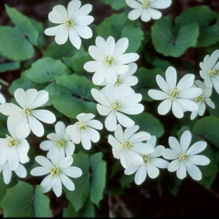 3 Twin Leaf Plants Bare Roots Jeffersonia Diphylla Wildflower Organic Bu... - $11.90
