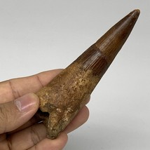 58.3g, 4.2&quot;X1.2&quot;x 1&quot;, Rare Natural Fossils Spinosaurus Tooth from Morocco, F3161 - £314.24 GBP