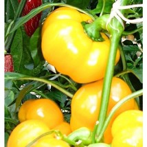 Pimento Yellow Cheese Sweet Pepper Seeds Fresh Seeds USA - £10.30 GBP