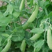 USA Seller 100 Pea Seeds Little Marvel Pea Garden Seeds - £14.82 GBP