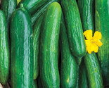 Beit Alpha Cucumber Seeds Persian Or Lebanese Cucumber Burpless - €6,82 EUR