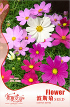 Heirloom Big Red Pink Carnation Flowers, Original Pack, 50 Seeds, very b... - £2.78 GBP