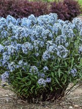 Large Amsonia &#39;Storm Cloud&#39; BLUESTAR Perennial Plant not Seeds - £15.14 GBP