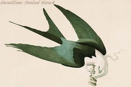 Swallow Tailed Hawk by John James Audubon - Art Print - £17.30 GBP+