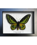 Golden Birdwing Real Butterfly Ornithoptera Rothschildi Taxidermy Framed... - €119,26 EUR