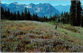 Western wild flowers in Alpine meadows burst in late summer Colorado Postcard - £15.64 GBP