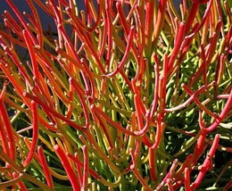 Fire Stick Euphorbia Tirucalli Exotic Color Pencil Cactus Plant Succulent 6&quot; Pot - $29.99
