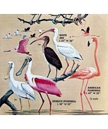 Flamingo Ibis And Spoonbill Varieties 1966 Color Bird Art Print Nature A... - $372.45 MXN