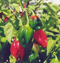Pepper Seed, Habenero, Heirloom, Organic, Non Gmo, 20+ Seeds, Red Hot Chille - £3.14 GBP